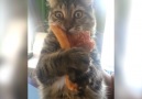 Cat Steals Mans Pizza