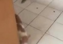Cats these days...