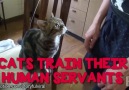 Cats Train Their Human Servants
