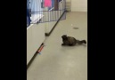 Cat Struggles To Jump From Waxed Floor