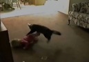 Cats vs kids