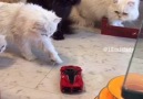 6 Cats Vs Toy Car