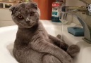 Cat Takes Bath in Sink