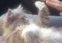 cat teaches her human how to play patty cake.