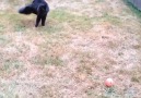 Cat Trying To Play With Ball