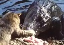 Cat vs. Alligator