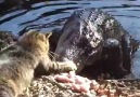 Cat vs crocodile! Crazy cat - Die Hard)))