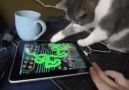 Cat vs iPad