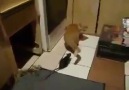Cat VS mice