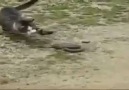cat vs snake who wins p
