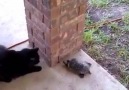 Cat VS Turtle