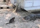 Cat Vs. Two Vicious Alligators!