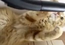 Cat vs Vacuum :)