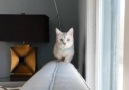 Cat walk tutorial.Join our group Happy Cats