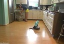 Cat Wearing A Shark Costume Cleans The Kitchen On A Roomba!