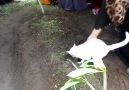 Cat wont leave owners grave Credit ViralHog