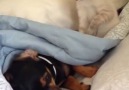 Cat won't let dog sleep