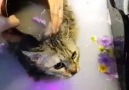 Catzonia - Dah Ramai Pencinta Kucing Tahu Rahsia Mandian...