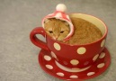 Çay bardağını mesken edinen sevimli kedi