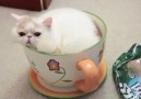 Çay Fincanında Uyuyan Kedi