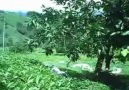 Çay / Rize