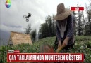 ÇAY TARLALARINDA MUHTEŞEM GÖSTERİ