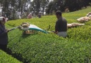 Çay Toplama makinasında Japon Farkı
