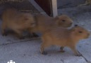 CBC News - Introducing the capybara babies Facebook