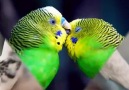 **·٠•●•●♥Love Birds**