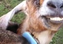 Ce cabri adore se faire brosser ! Crdit Storytrender
