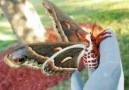 Cecropia moth the largest native moth in North America