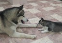 Ce husky tout jeune papa samuse avec ses 9 bbs pour la premire fois