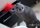 Çekmece Karıştırırken Yakalanan Masum Kedi