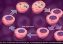 Cell Cycle and Mitosis...