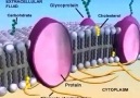 Cell membrane