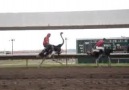 Cell phone records an Ostrich Race