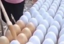Cengiz Sivar - Organik yumurta yapimi