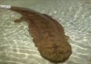 Centuries-old salamander found in Chongqing