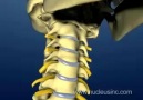 Cervical spine and Intervertebral Disc anatomy