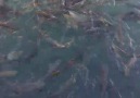 Cevher Katuç - Balık li göl urfa