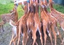 Ceylan Yavruları Biberondan Süt İçiyor )