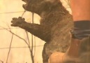 Channel 5 News - Koala cries out as he&rescued from bushfire. Facebook