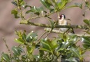 chant chardonneret en plein nature