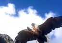 Chaosmos - Eagle catching a flyfish in Lofoten Norway Facebook