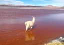 Chaosmos - Experience the surreal views of Uyuni! Facebook