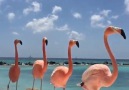 Chaosmos - Flamingo Beach Aruba Caribean sea Facebook