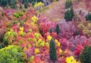 Chaosmos - This Colorful Fall foliage captured by a drone Facebook