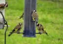 Chardonneret en libérté