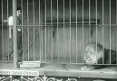 Charlie Chaplin - The Lion's Cage