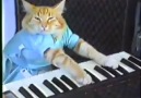 Charlie Schmidt's Keyboard Cat! - THE ORIGINAL!